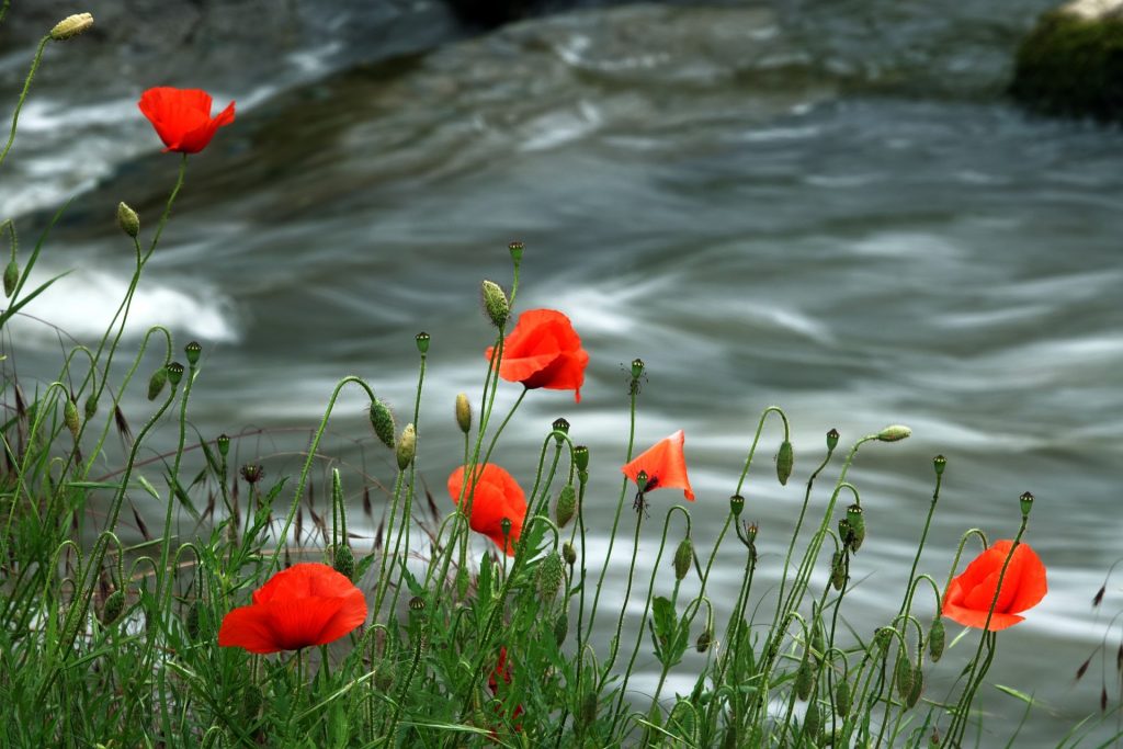 Ufer der Gersprenz mit Mohnblüten, im Hintergrund fließendes Wasser