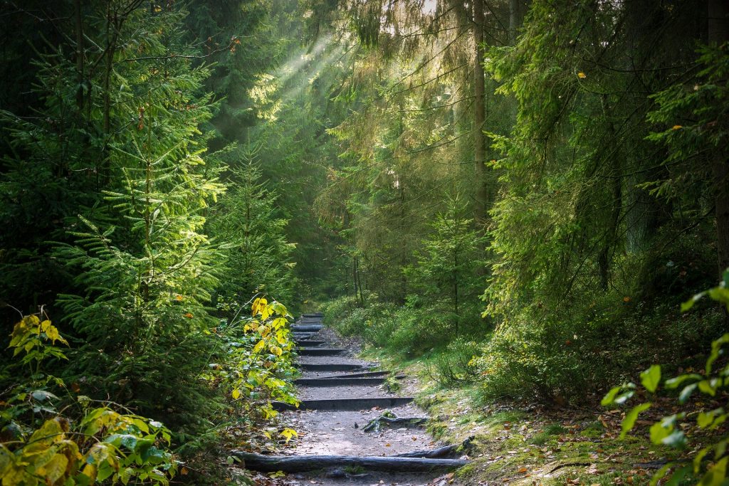 Neuer Weg führt in einen mystischen Wald. Neue Wege faszinieren und verängstigen