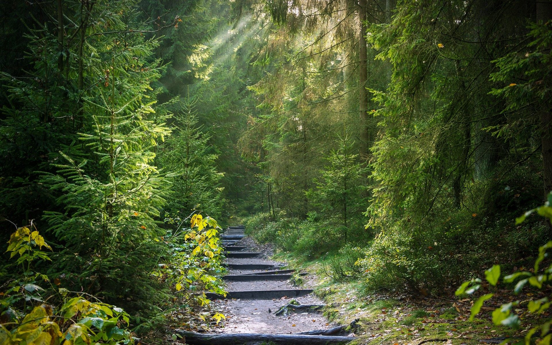 neuer Weg führt in einen mystischen Wald