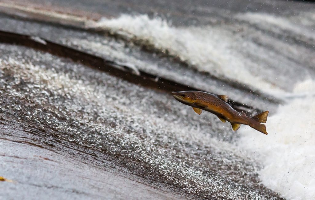 Der Lachs als Weisheit der Natur, von dem man lernen kann, springt flussaufwärts, Stromschnellen im Hintergrund